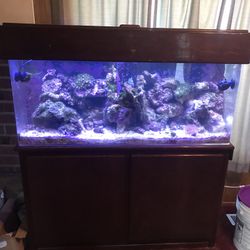 55 Gallon Saltwater Aquarium 