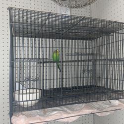 bird Cage 