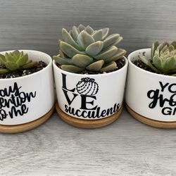 3 Set Mini Planter With Bamboo Saucer & Live Plants