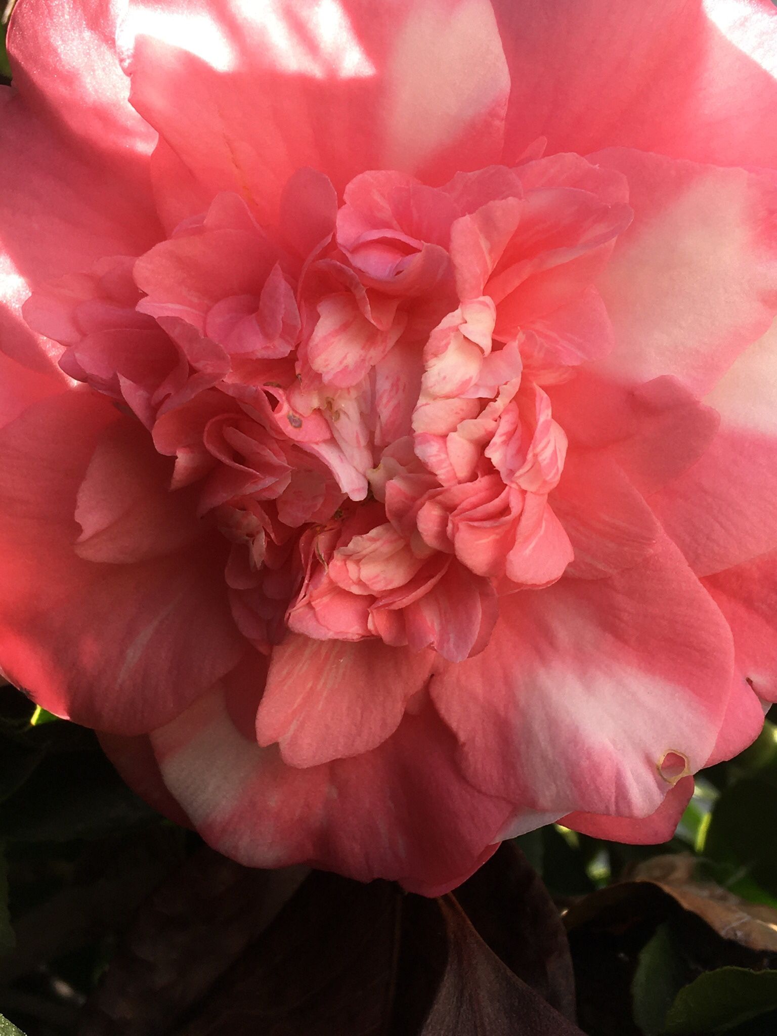 🌸 Camellia, ‘Zelda Fitzgerald’ 🌸 6 Cuttings