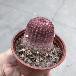 4” rainbow cactus