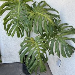 Monstera deliciosa variegata ‘Mint’