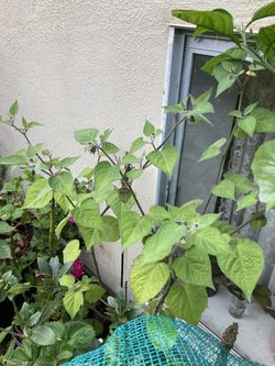 Ground Cherry Plants