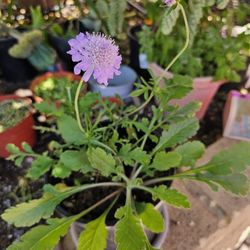 Scabiosa, Butterfly Blue
, 1 Gallon