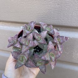 4” crassula succulent
