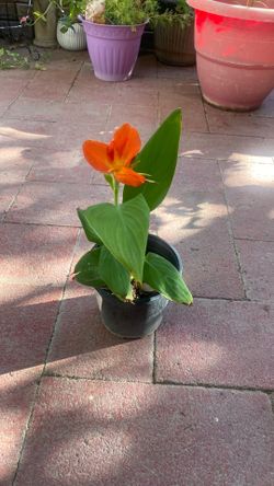 Beautiful plant