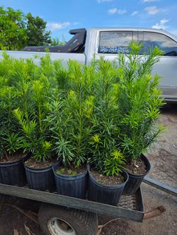 clusias podocarpus    instant privacy  Hedge  for fences