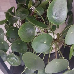 Pilea peperomioides,  Plant