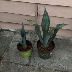 Maguey