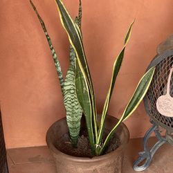 Plant