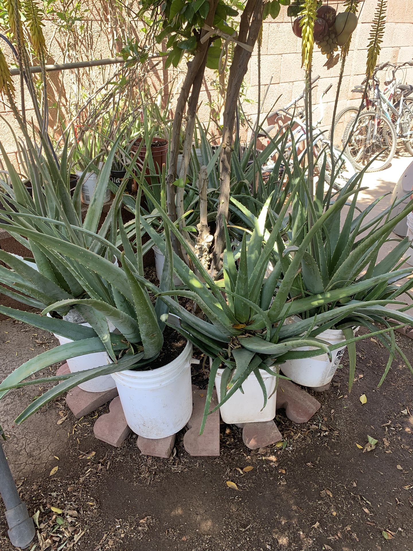 Huge Blowout Sale Clearance On All Plants