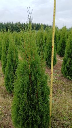 Various types of trees for sale. Banks area