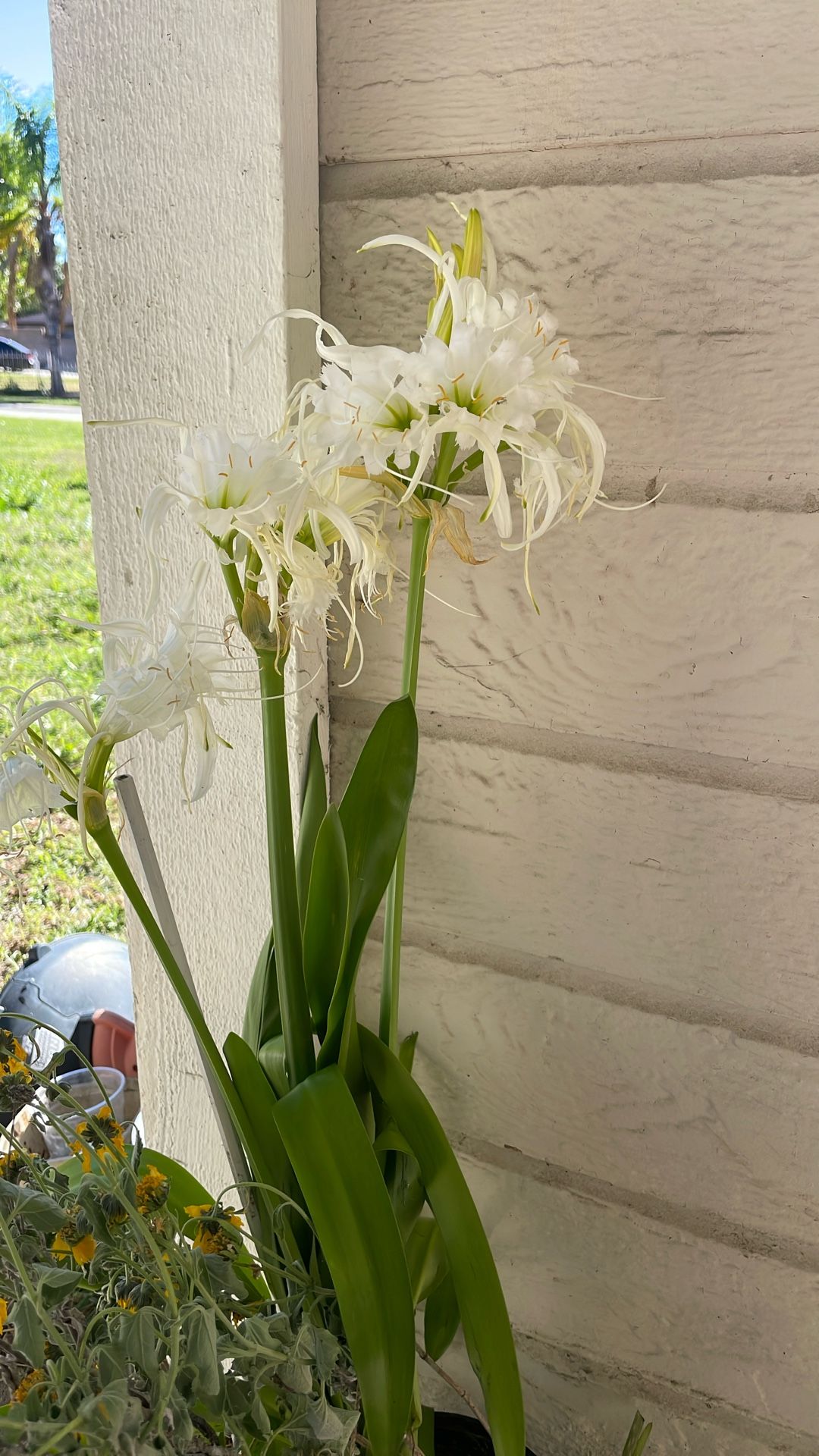Beautiful Plants $20/1
