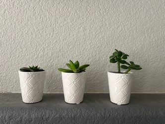 Plants !
