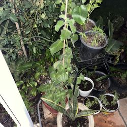 Aloe Vera Plants and others available to choose from garden