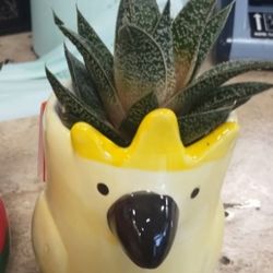 Succulent Pot 