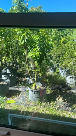 Mature, tropical trees