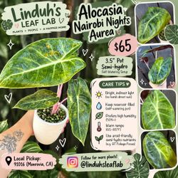 RARE Alocasia Nairobi Nights Aurea