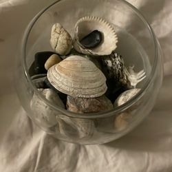 Sea Shells & Rocks