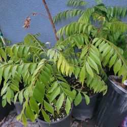 Curry LEAF PLANTS