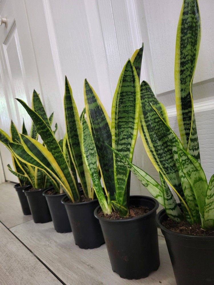 🌿Healthy Live Air Purifying Houseplant Mother In Law Tongue Or Snake Plant 13"-15" In Pot 4" ~ Easy To Grow ~ $8/Ea