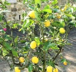 Lemon Trees