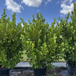 🌿✨ Clusias en venta ✨🌿 