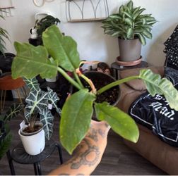 Philodendron ring of fire