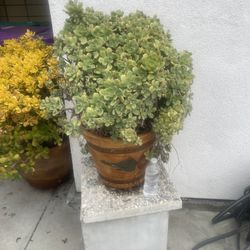 Large Succelent In Ceramic Planter 