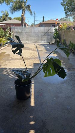 Monstera Deliciosa plant