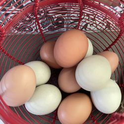 Fresh Eggs