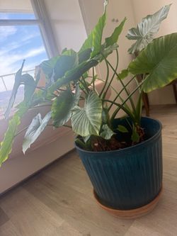 Large Lucious Elephant Ear  Plant