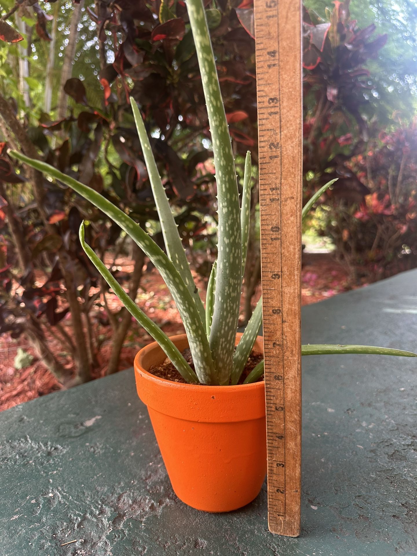 Aloe Vera Plant In A Clay Pot