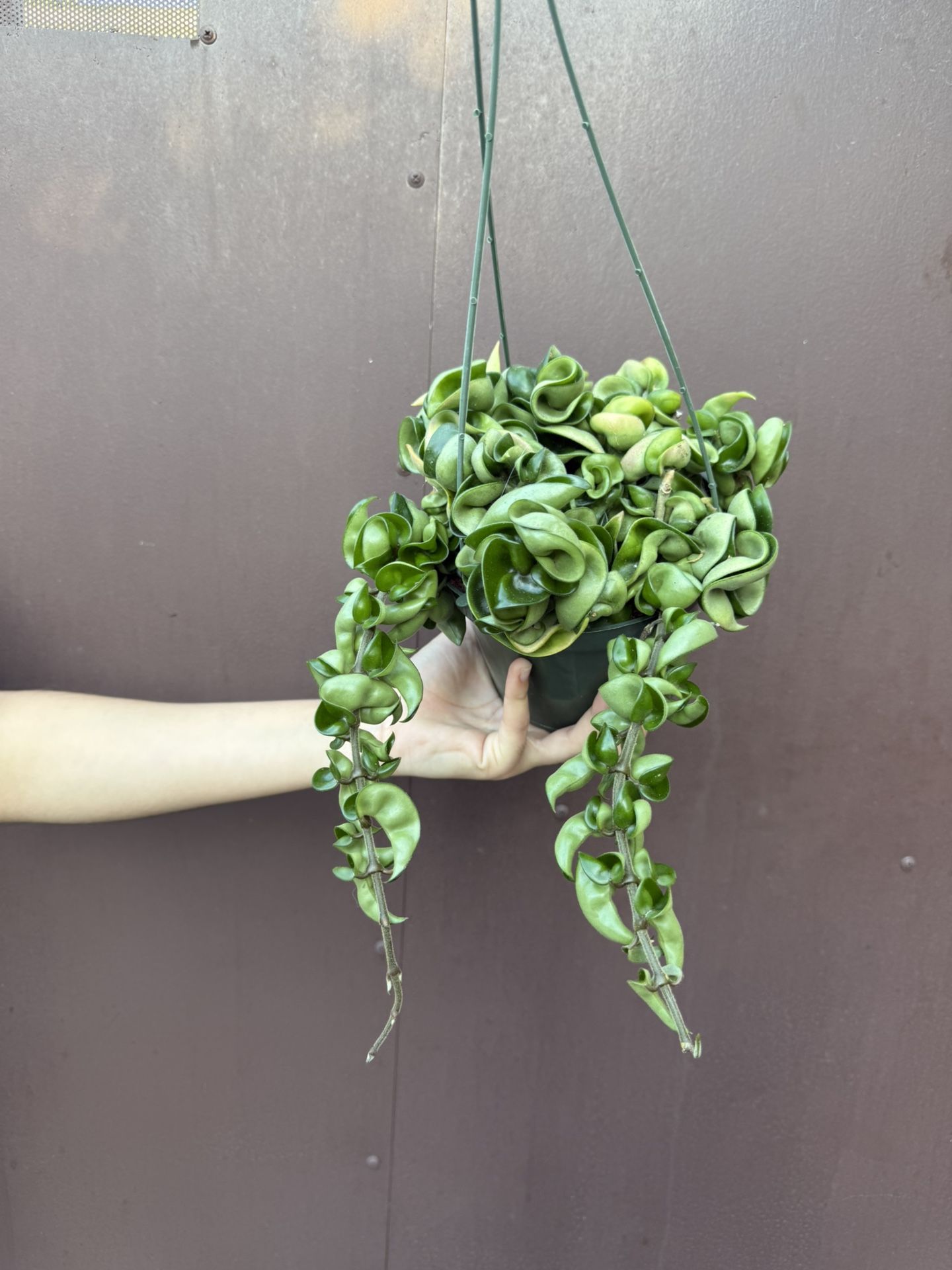6” Hoya Compacta