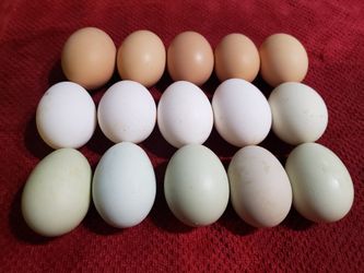 Farm fresh eggs