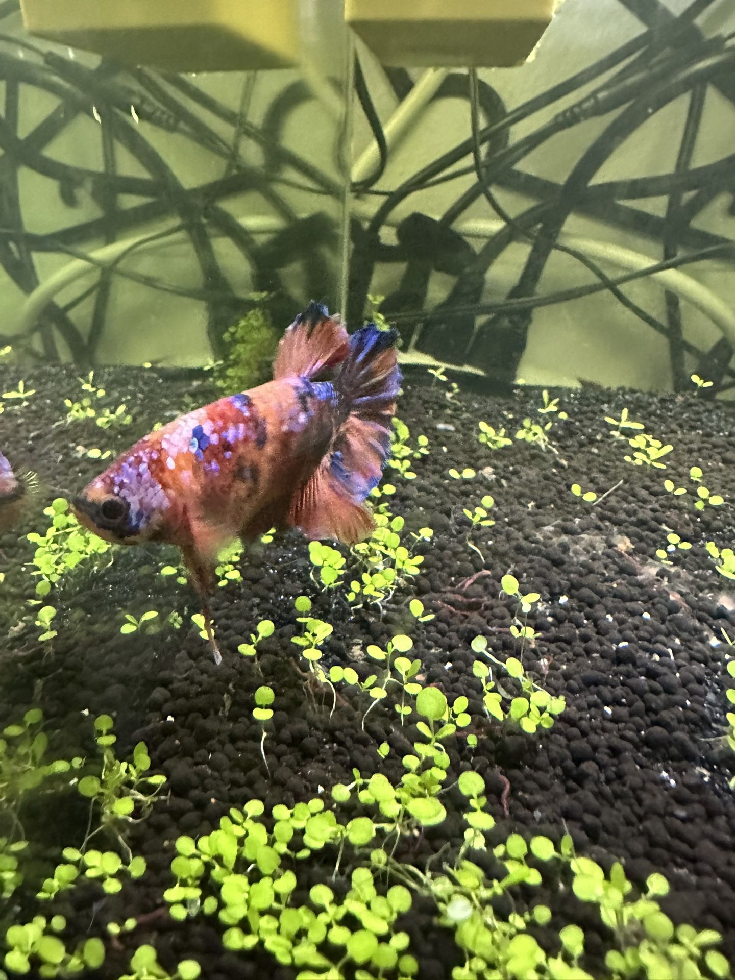 Fish Tank for Sale in Kent, WA OfferUp