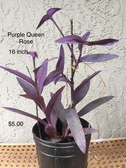 Purple Queen Rose, And Many More Plants