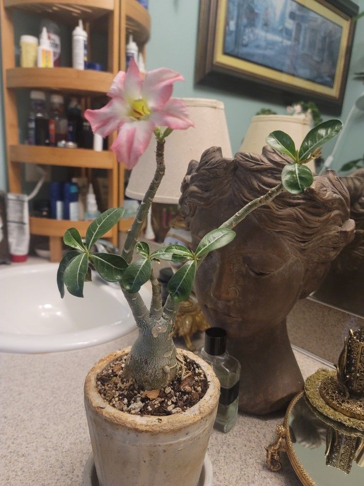 Blooming Desert Rose for Sale in Seattle, WA OfferUp