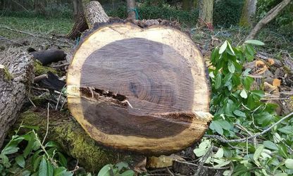 Black Walnuts