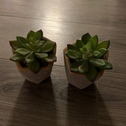 set of succulents faux grey green