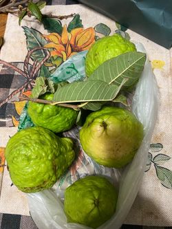 Guava 10$ all