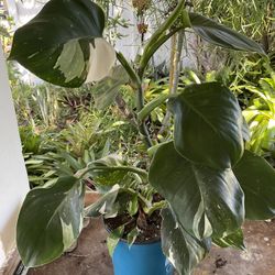 White Princess plant