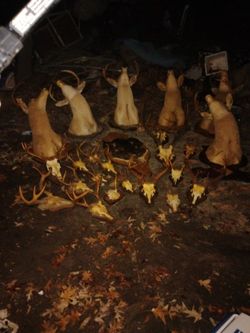 Various  Mounted Game. 