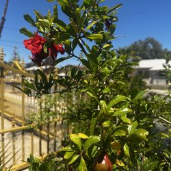Árbol De Granadas Lista Para El Ponche
