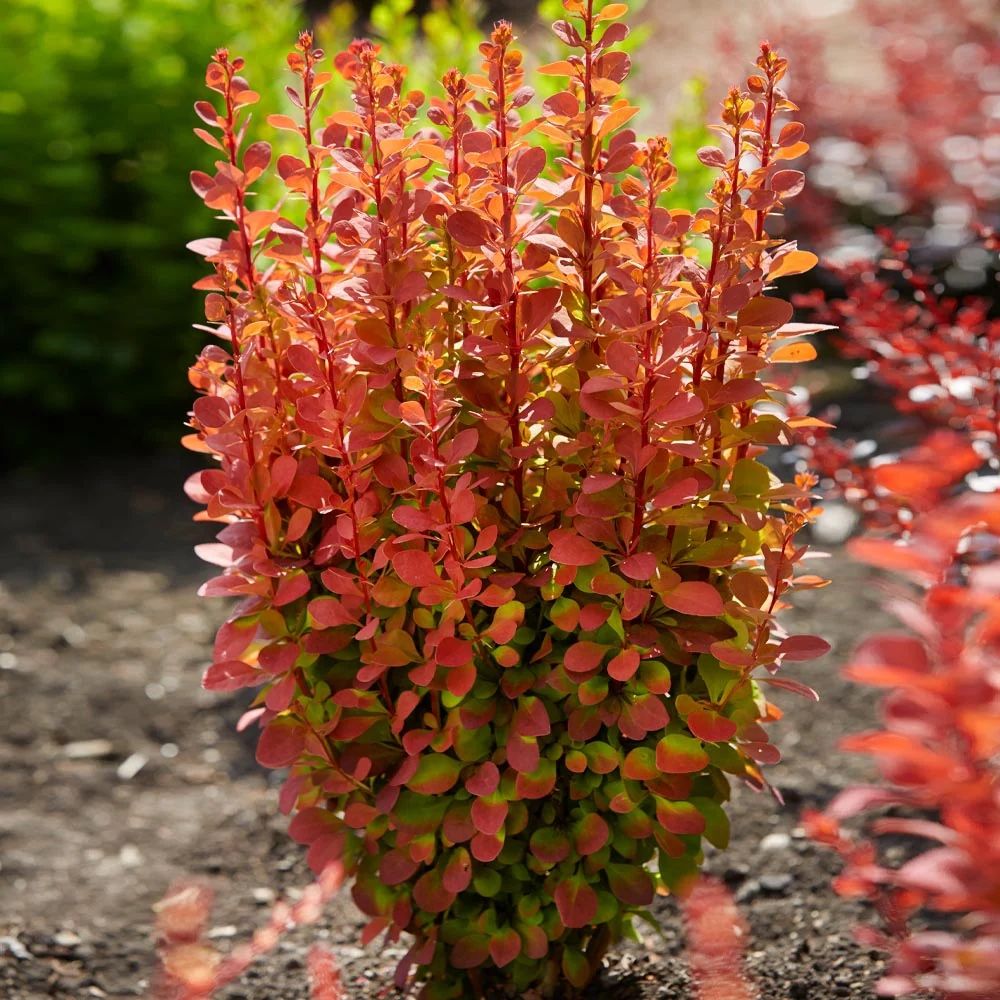 ‘Orange Rocket’ Barberry Plants —