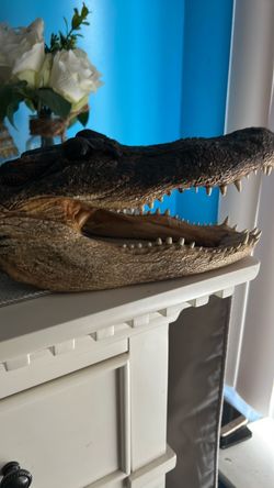 A alligator head