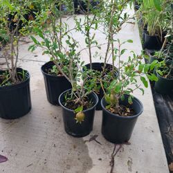Pomegranate Wonderful 2.5 Gallon Bushes 