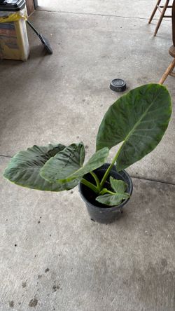 Elephant ears