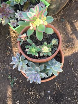 Assorted plants