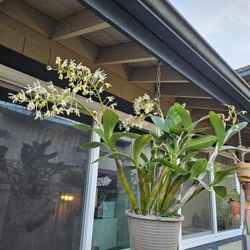 Mature Blooming Dendrobium speciosum/ Lan Uc – Large Established Clump (19 Pseudobulbs)